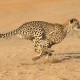 mage of cheetah for blog post by Bonnie Nicholls, San Diego freelance writer